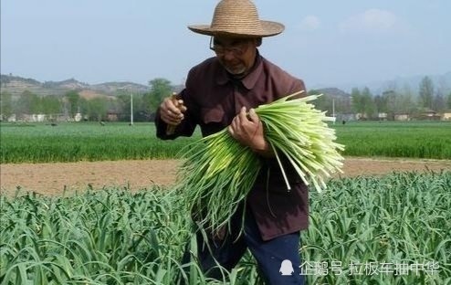 邳州蒜苔价格最新行情解析与趋势分析